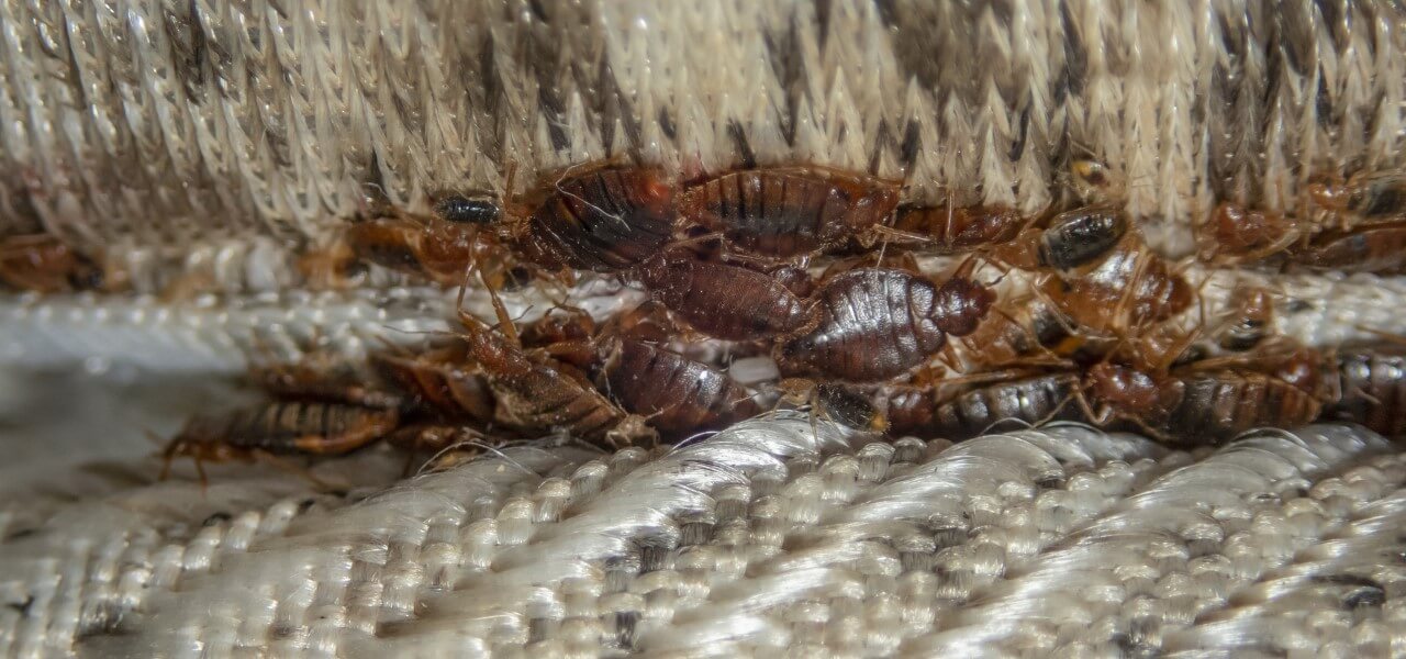 Murfreeboro Bed Bugs